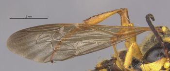 Media type: image;   Entomology 23536 Aspect: Wing front